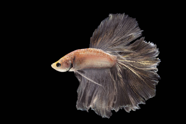Betta fish, σιαμαία ψάρια μάχης, betta splendens (στοίχημα Halfmoon - Φωτογραφία, εικόνα