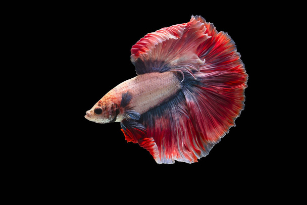 Różowy Batte ryby ma kolor niebieski i różowy na ogony, izolowane na czarnym tle. Plik zawiera ścieżkę wycinania. - Zdjęcie, obraz