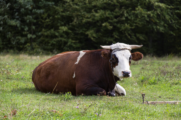 cow on the lawn - Фото, зображення