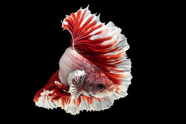 Red and white betta fish, Siamese fighting fish, betta splendens (Halfmoon betta, Pla-kad (biting fish) isolated on black background. File contains a clipping path. - 写真・画像