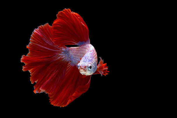Κόκκινο και άσπρο ψάρι betta, σιαμαία ψάρια που αγωνίζονται, betta splendens (Halfmoon betta, Pla-kad (δάγκωμα ψαριών) απομονώνονται σε μαύρο φόντο. Το αρχείο περιέχει μια διαδρομή αποκοπής. - Φωτογραφία, εικόνα