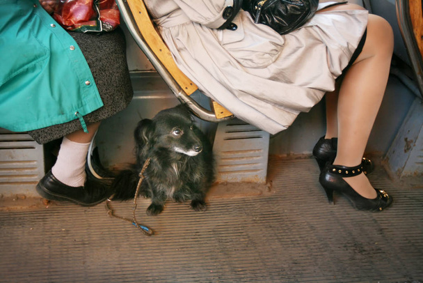 Small dog in a tram - Photo, image