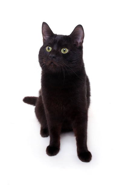 Портрет милого кота
  - Фото, зображення