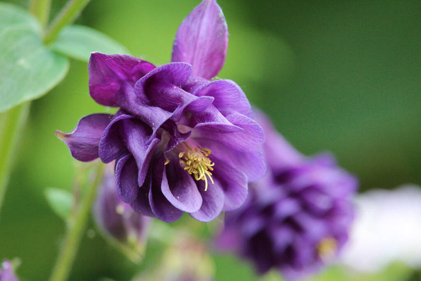 Krásné fialové květy Aquilegia, známé také jako Columbine nebo Babiččina kapota, proti přírodní zelené. - Fotografie, Obrázek