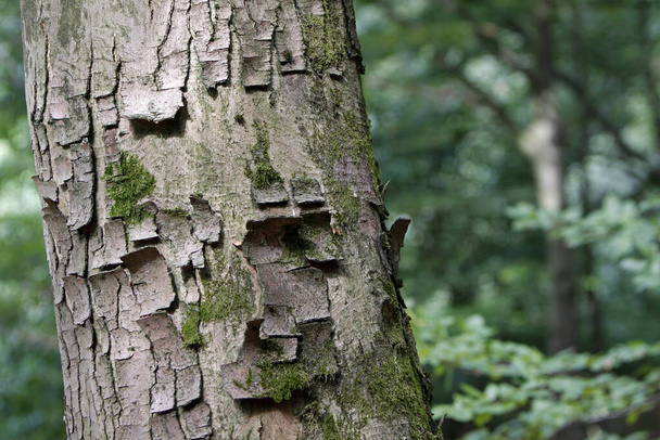 tree trunk texture, bark surface - Fotografie, Obrázek