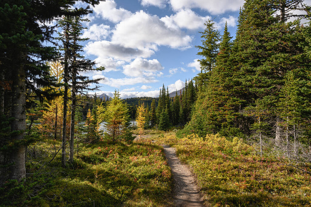 Sentiero escursionistico con foresta autunnale e lago con cielo azzurro in provino
 - Foto, immagini