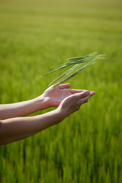 Symbolic gesture suggesting fertility, plenitude, health. Woman hands holding unripe barley ears in a lovely barley field lit by summer sunshine - Foto, Imagen