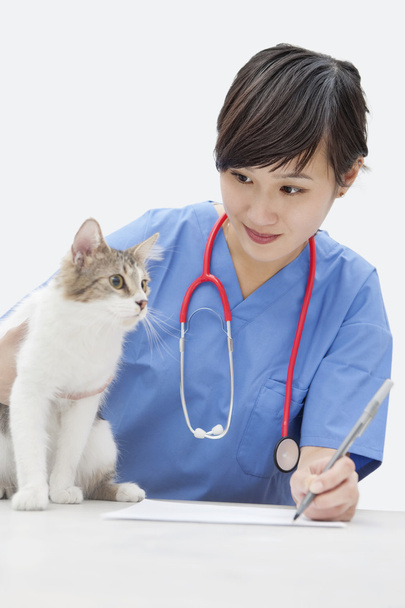 Female vet looking at cat - Foto, Imagem