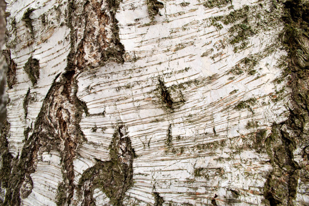 Background of birch tree bark close-up - Photo, Image