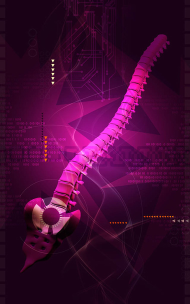Digital illustration  of back bone in    colour background   - Zdjęcie, obraz