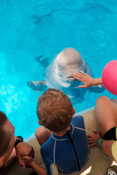 Lapsi leikkii beluga valas sininen uima-allas
 - Valokuva, kuva