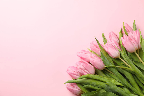 Όμορφες τουλίπες σε ροζ φόντο, κορυφαία άποψη και χώρος για κείμενο - Φωτογραφία, εικόνα