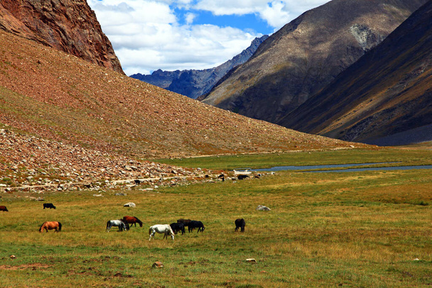 wild mustangs,zanskar valley,india - Fotó, kép