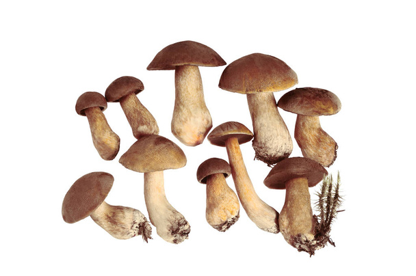 Group of several mushrooms. Isolated on white. - 写真・画像