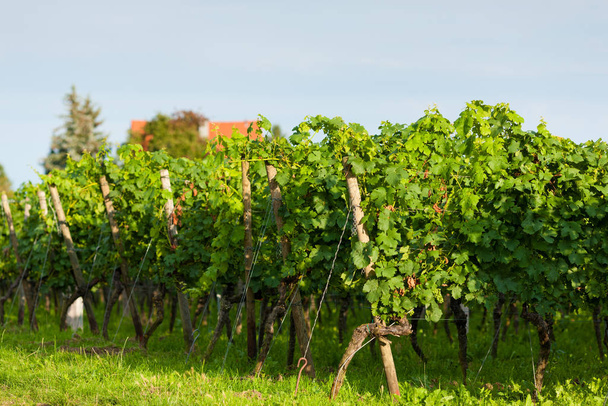 flora in countryside, vineyard agriculture - Foto, afbeelding