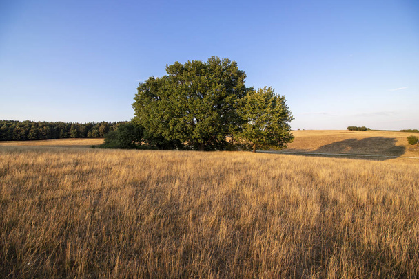 Kukoricaföldön álló fák - Fotó, kép