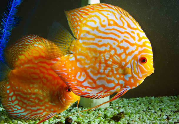 Fish - Photo, Image