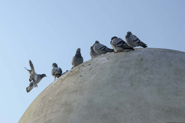 Pigeon sur le toit en ciment rond dans le parc à côté de la plage
 - Photo, image