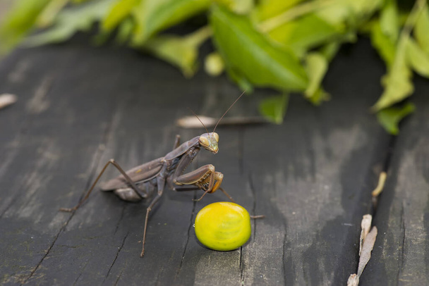 brown praying mantis on wooden board and green background - Fotoğraf, Görsel