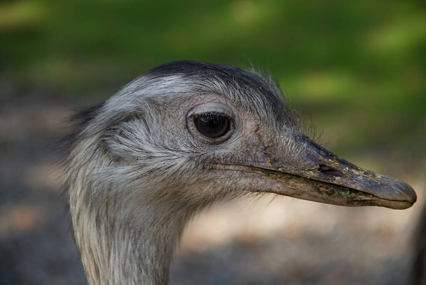 ostrich animal bird, wildlife  - 写真・画像