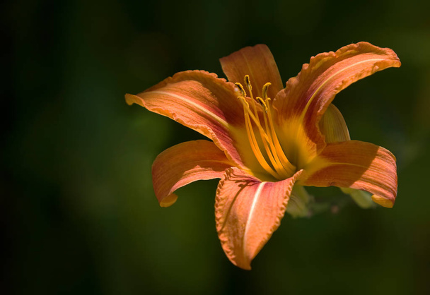 closeup view of beautiful lily flower - 写真・画像