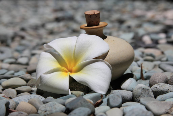 λάδι μασάζ & amp frangipani - Φωτογραφία, εικόνα