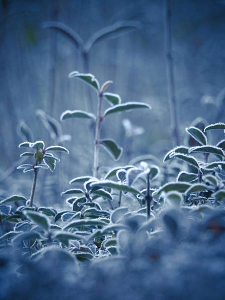 Icy plants closeup in winter - Fotoğraf, Görsel