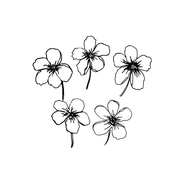 spring flower illustration  hand drawn black ink isolate on white background - Vector, Image