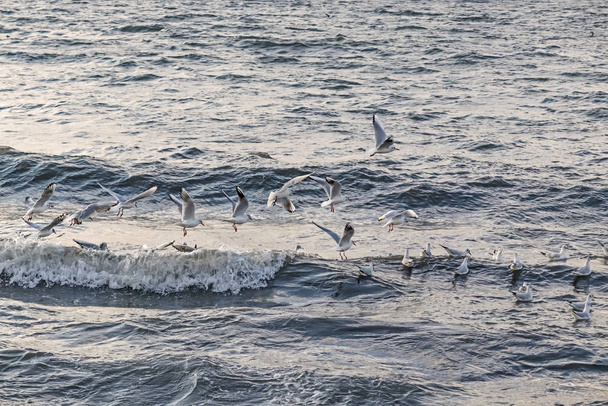 seagulls and waves at the sea side - Фото, зображення