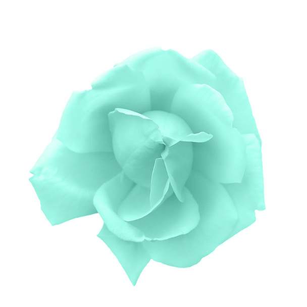 Tierna cabeza de rosa aguamarina tonificada aislada en blanco. Hermosa flor rosa azul
. - Foto, Imagen