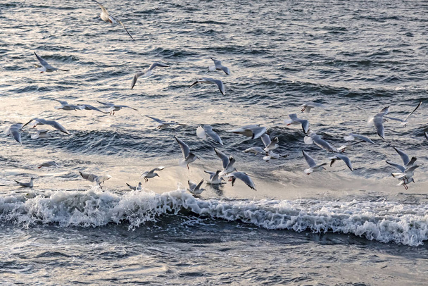 lokit ja aallot meren rannalla
 - Valokuva, kuva