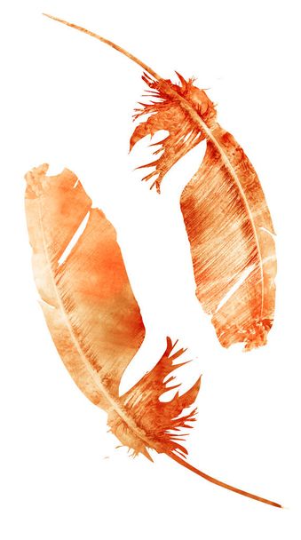 Watercolor feathers, isolated on white background - Φωτογραφία, εικόνα