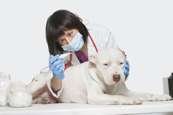Tierarzt überprüft Temperatur des Hundes - Foto, Bild