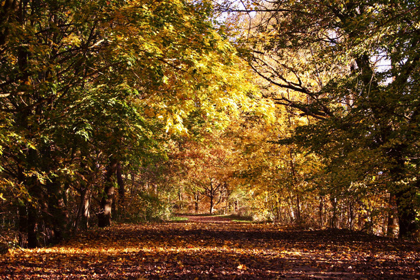 autumnal atmosphere, selective focus  - Foto, afbeelding