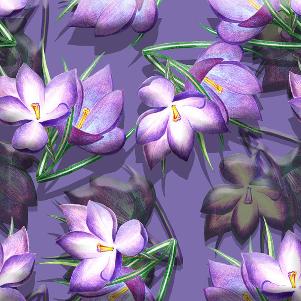 Violet crocus colored pencils. Floral seamless pattern on violet background. - Photo, Image