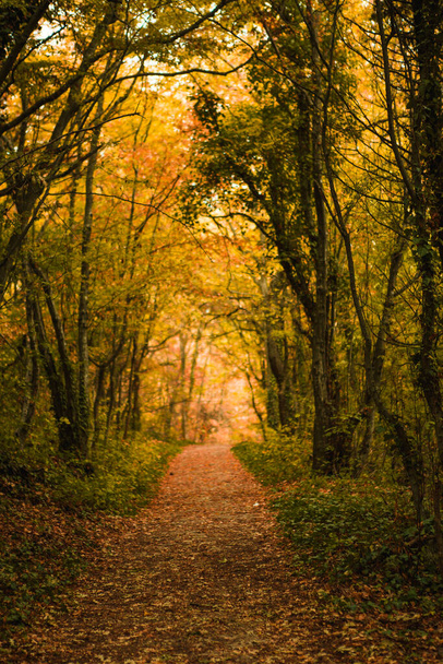 Golden autumn road through the forest. Yellow fallen leaves on a rocky road, trees create a tunnel of branches - 写真・画像