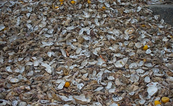 Gran pila de conchas de ostras en Cancale, Francia
 - Foto, Imagen