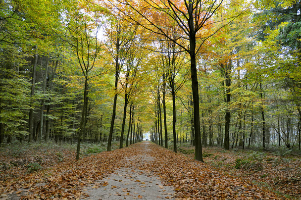 autumn forest, colorful leaves  - Zdjęcie, obraz