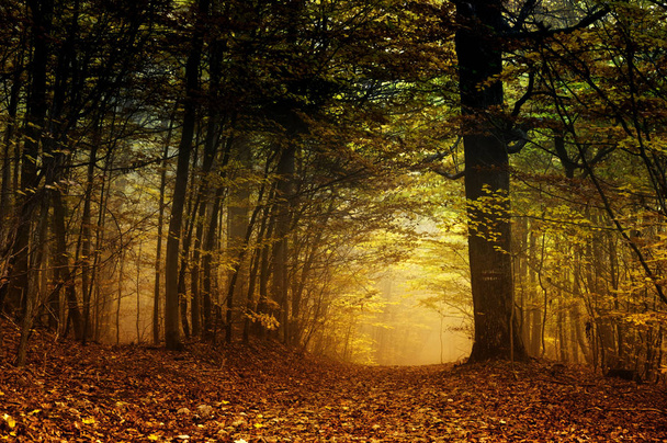 autumn forest, colorful leaves  - Fotó, kép
