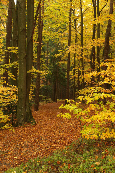 autumn foliage, fall season leaves - Фото, изображение