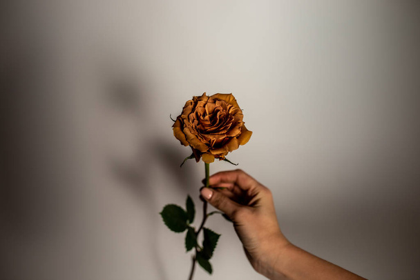 Rose color toffee in a vase. Large beautiful bouquet of flowers - Fotó, kép
