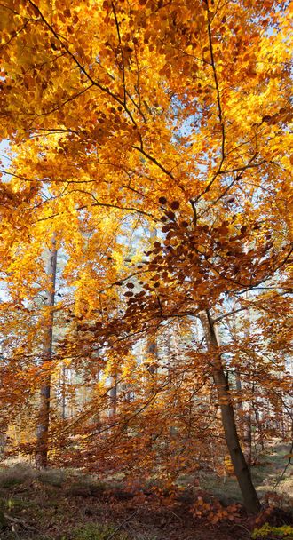 Beautiful autumn foliage in forest - Fotoğraf, Görsel