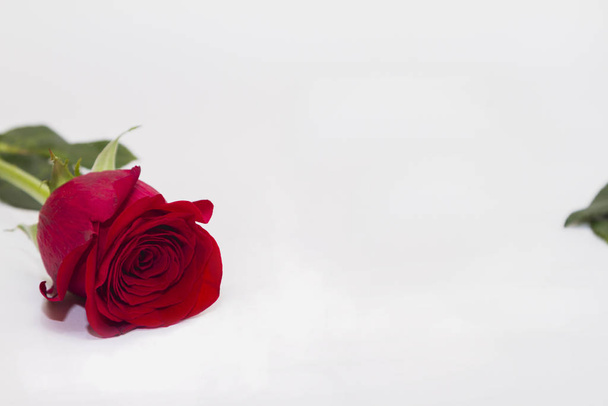 Single red flower rosa lay on white background - Фото, изображение
