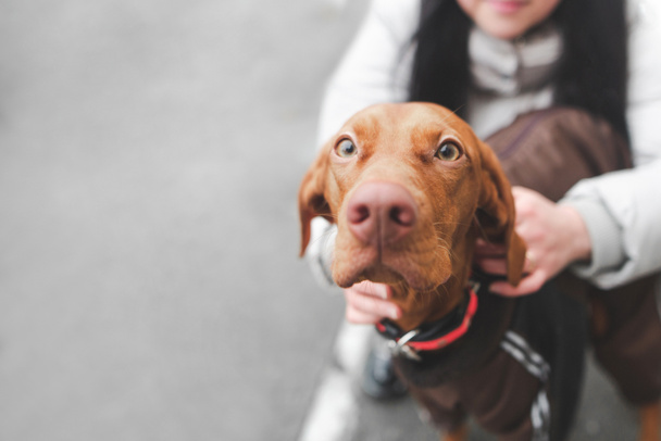 Frau hält Hund auf der Straße, der Fokus auf dem Gesicht einer Braue - Foto, Bild