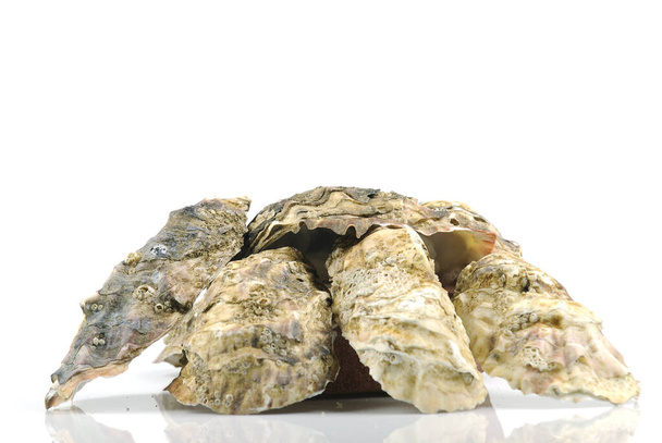 oysters, sea food in shell - Zdjęcie, obraz