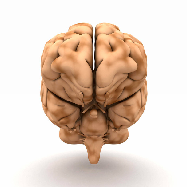 brain - view from the front - Φωτογραφία, εικόνα