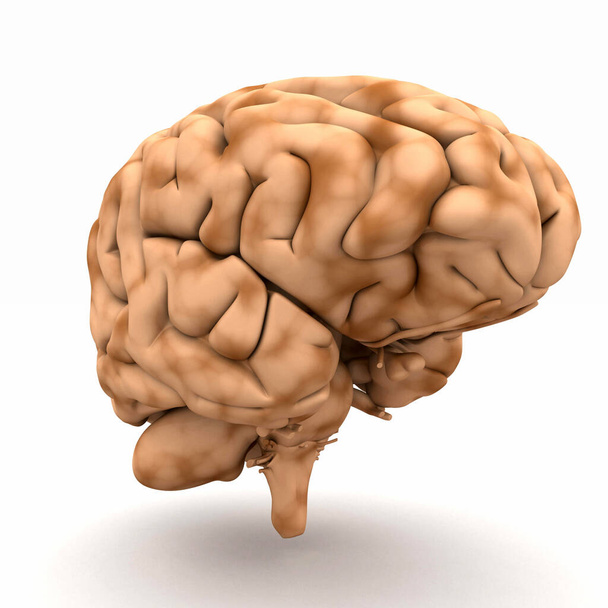 brain - view from half-left - Φωτογραφία, εικόνα