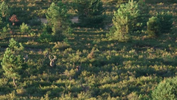 Large group of male deers walking towards the camera - Footage, Video