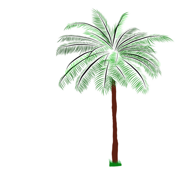 tree with palm trees on white background - 写真・画像