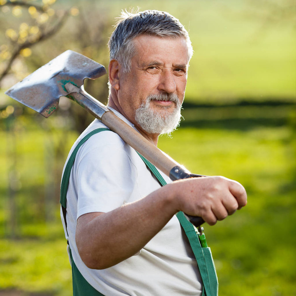 ritratto di un uomo anziano che fa giardinaggio nel suo giardino / frutteto (immagine colorata
) - Foto, immagini